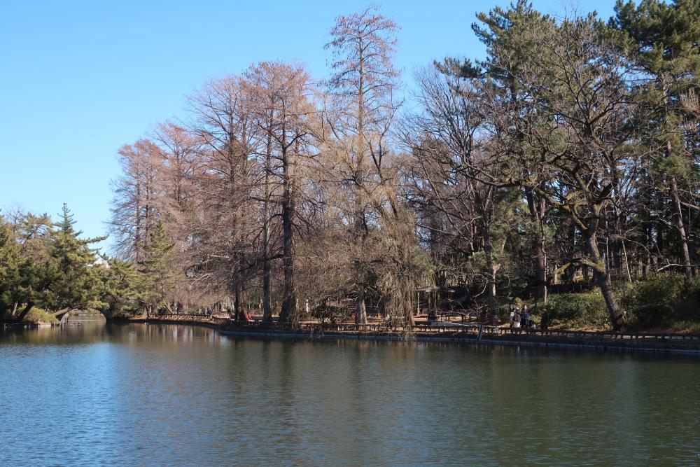 石神井池　2月7日 3