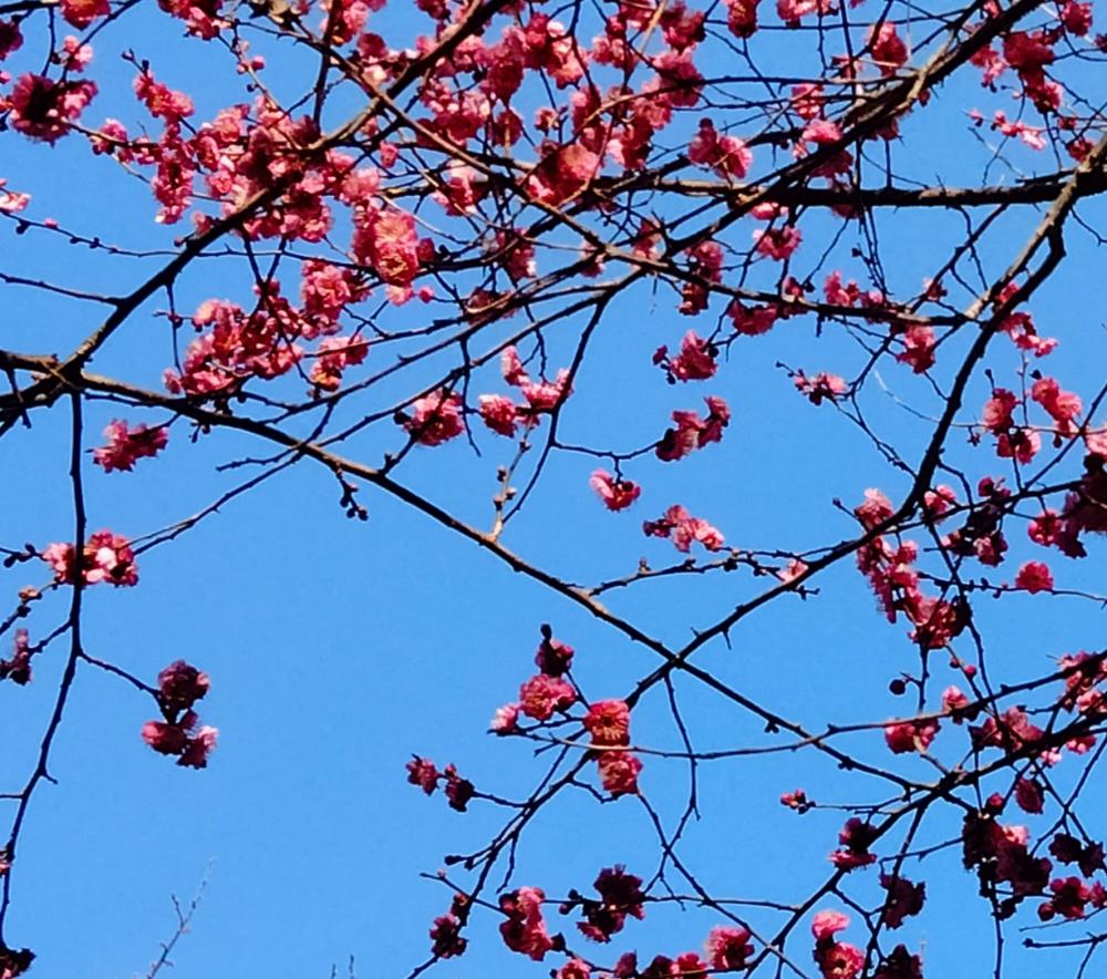 可憐な梅の花