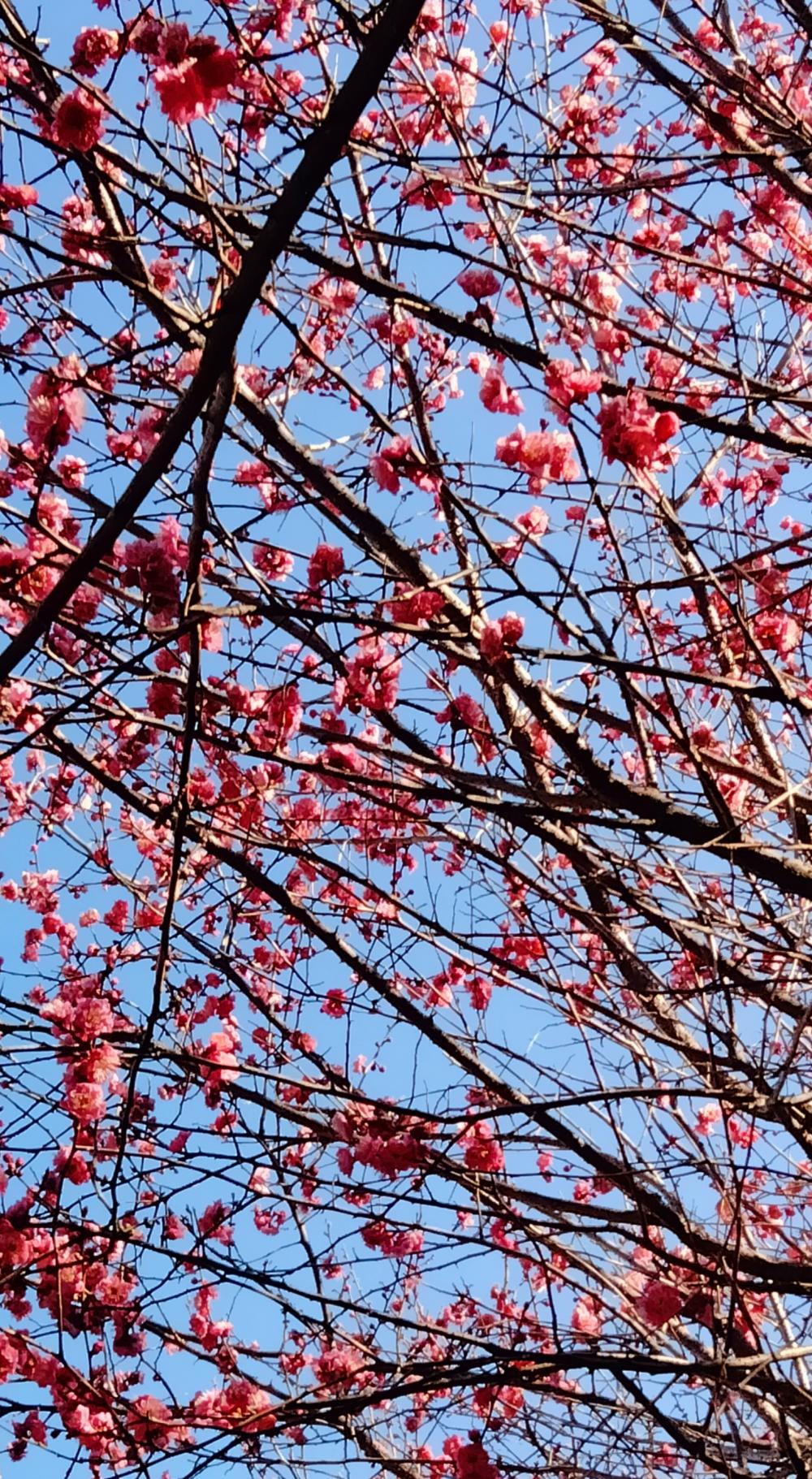 可憐な梅の花 2