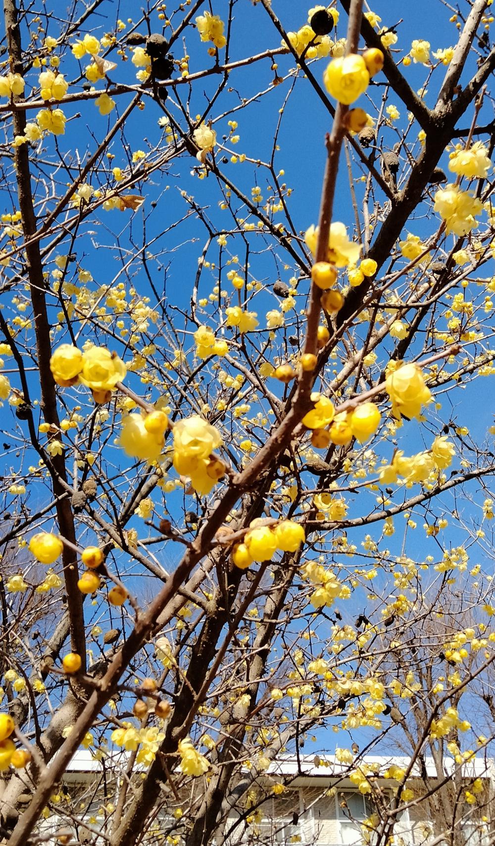 青空に映えるロウバイの花