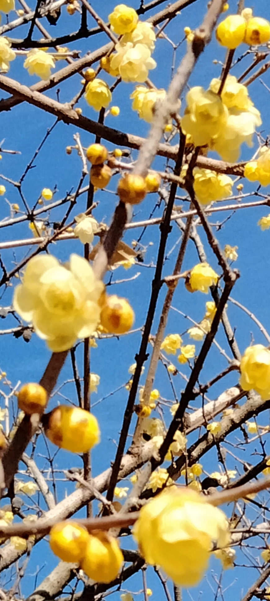 青空に映えるロウバイの花 2