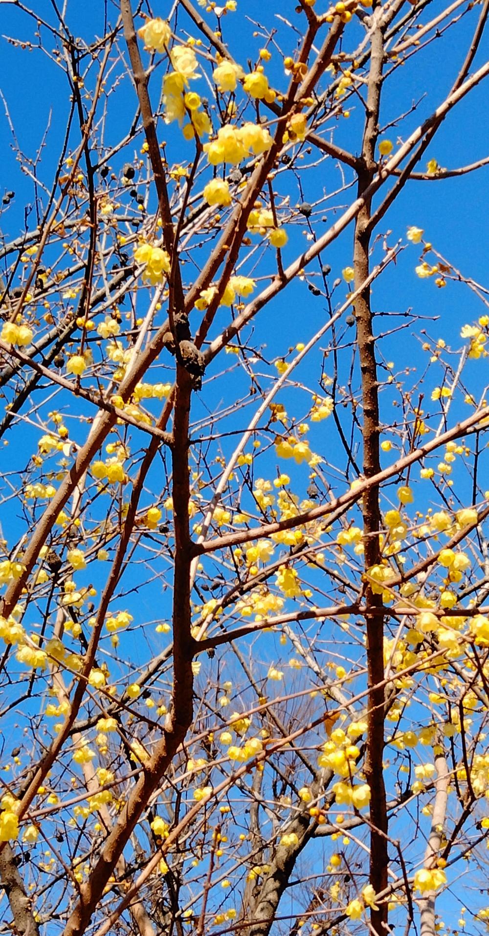 青空に映えるロウバイの花 3