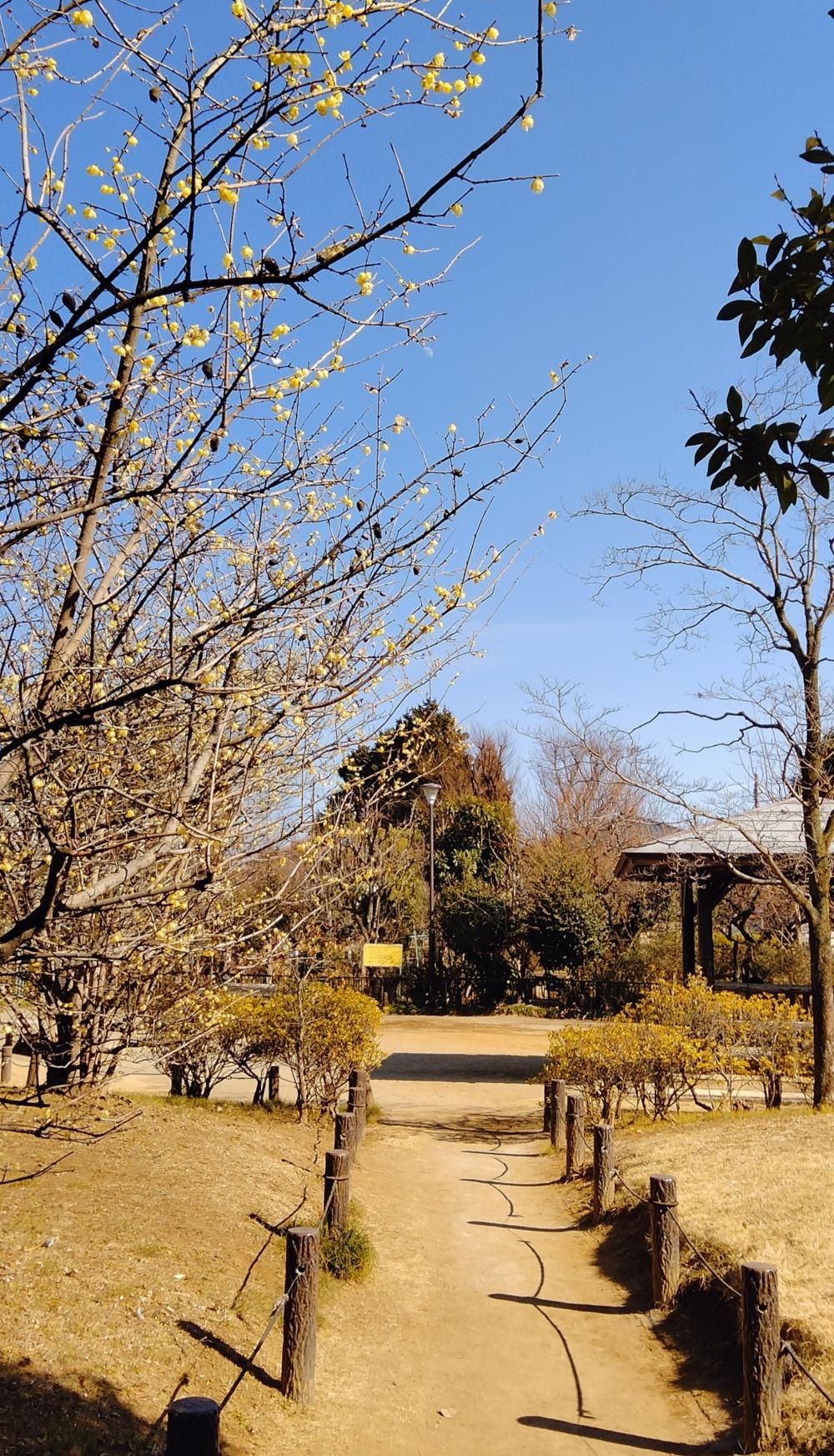 青空に映えるロウバイの花 4