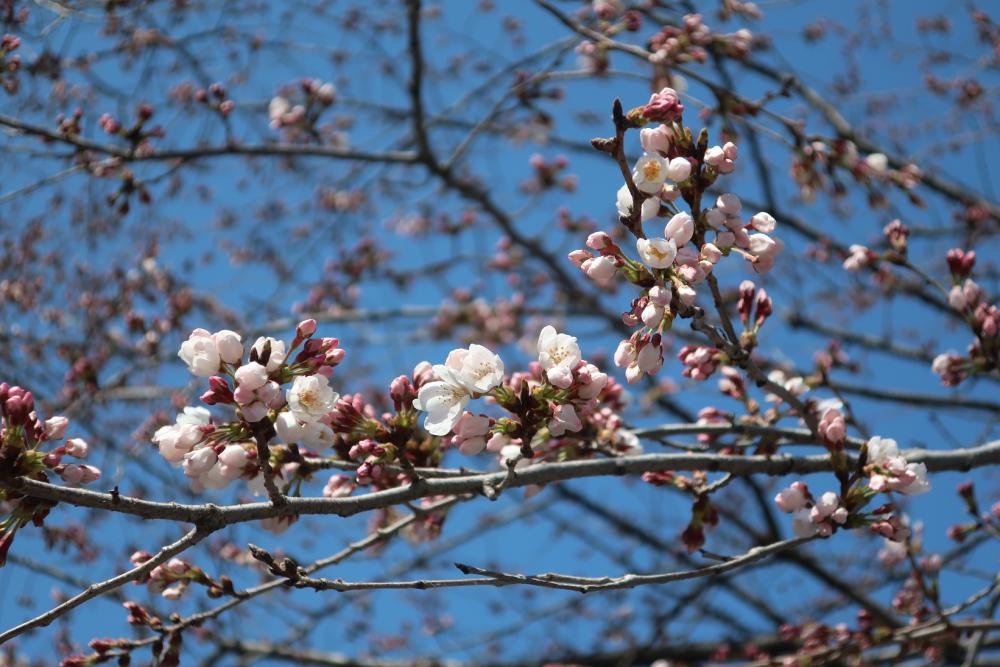 さくらの辻公園・3/24 2