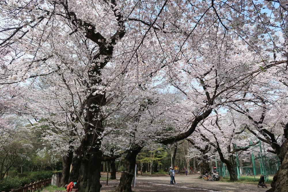 さくら満開・石神井公園3月31日