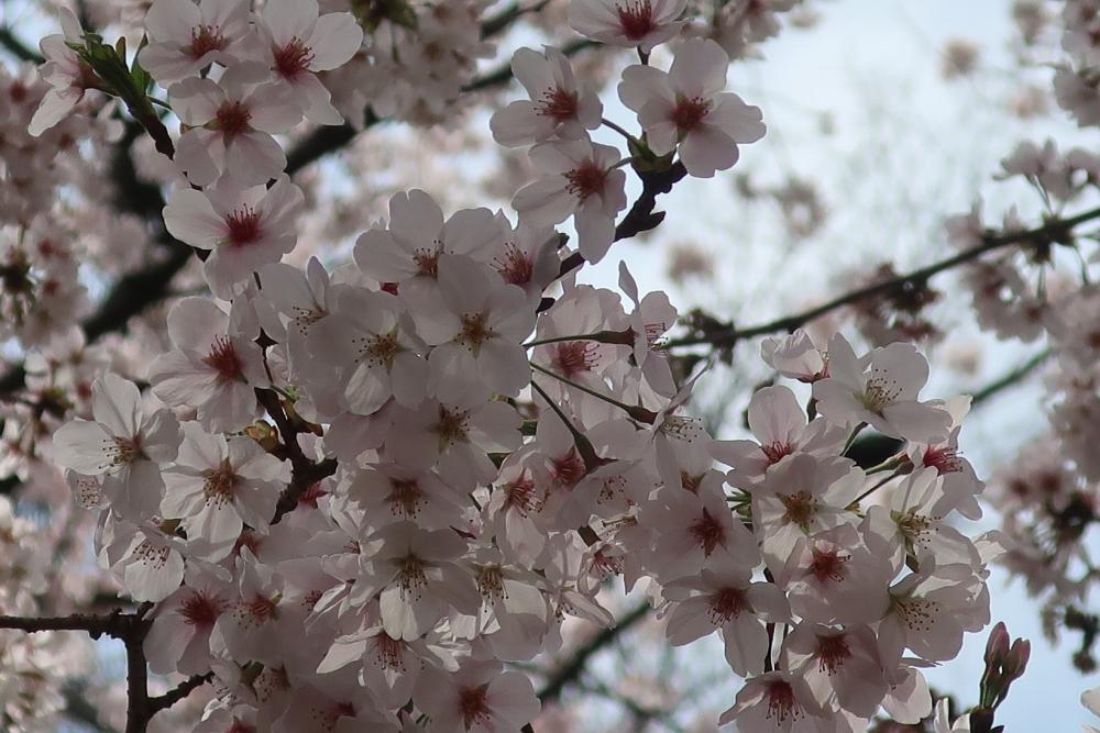 さくら満開・石神井公園3月31日 2