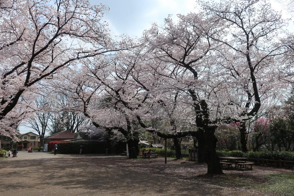 さくら満開・石神井公園3月31日 3