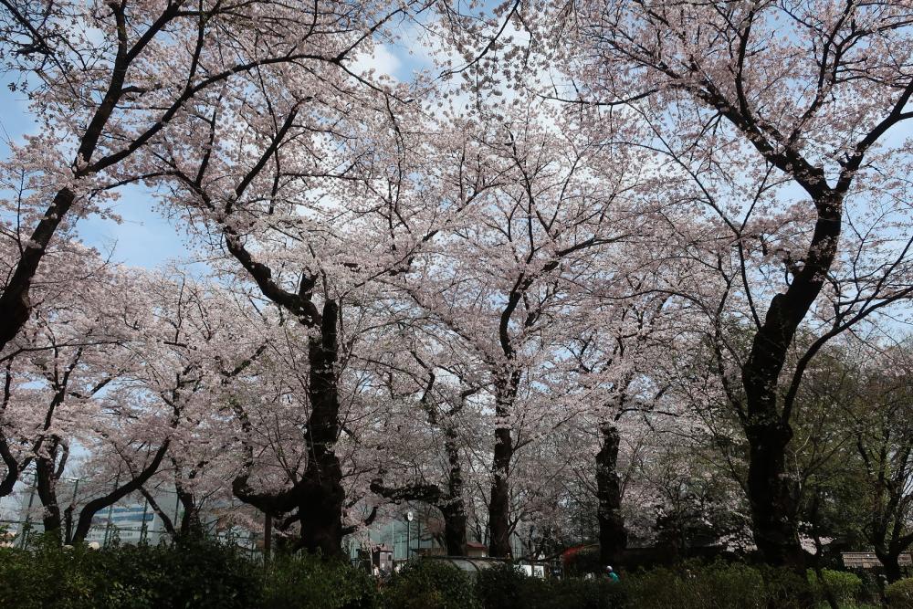 さくら満開・石神井公園3月31日 4