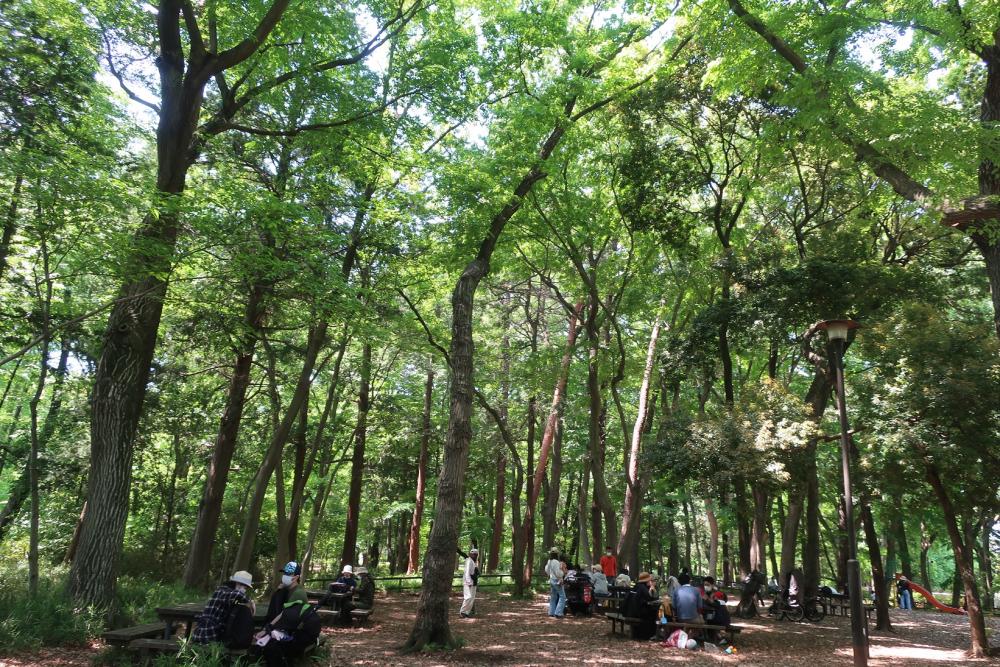 新緑・石神井公園・みどりの日 3