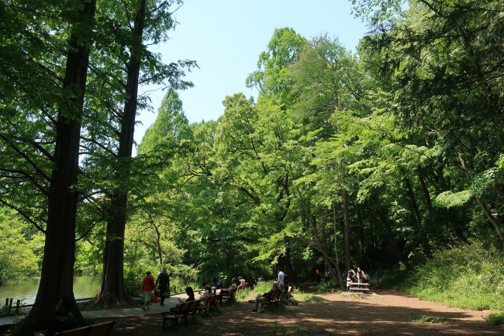 新緑・石神井公園・みどりの日 4