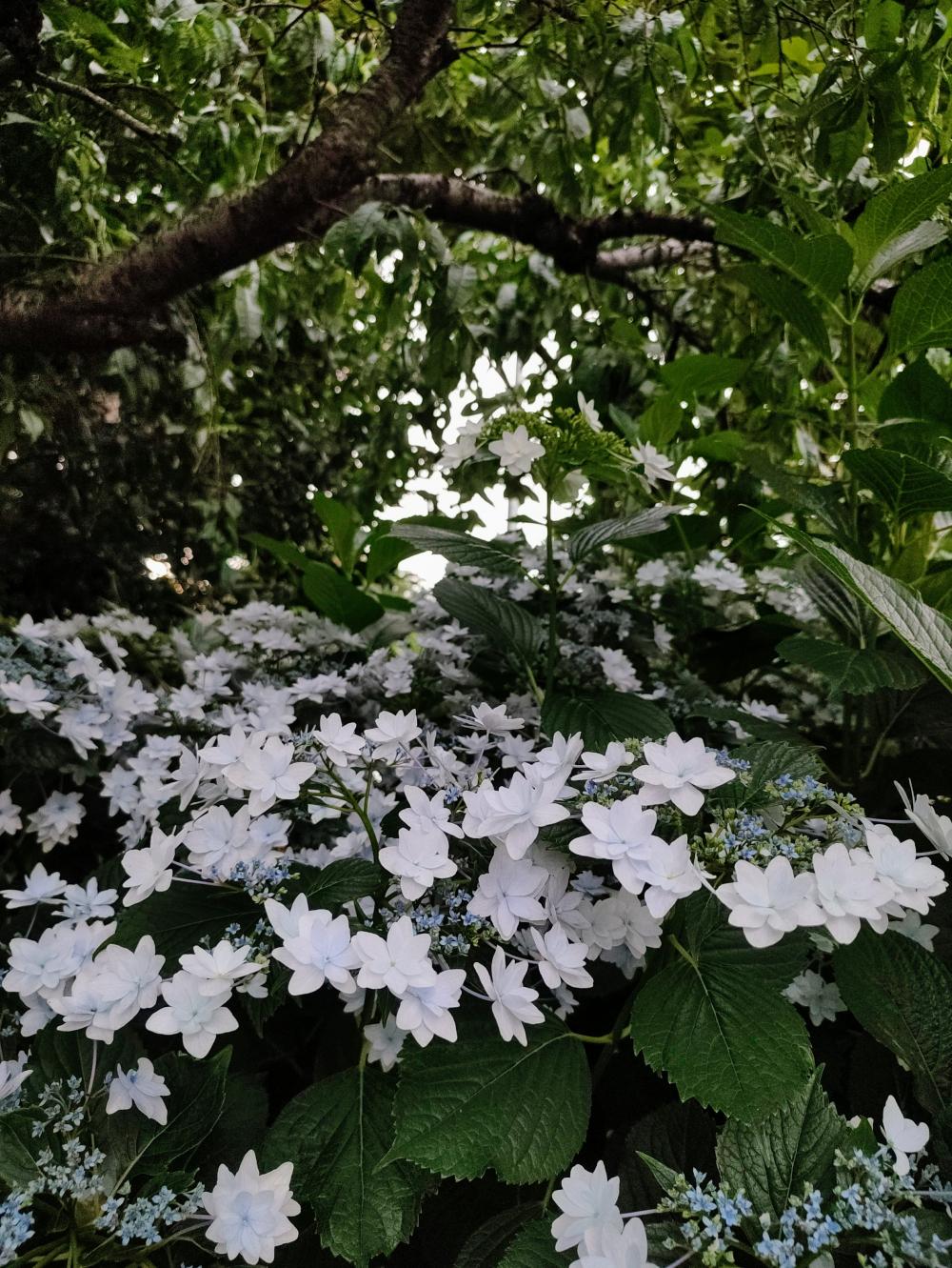 木漏れ日の紫陽花