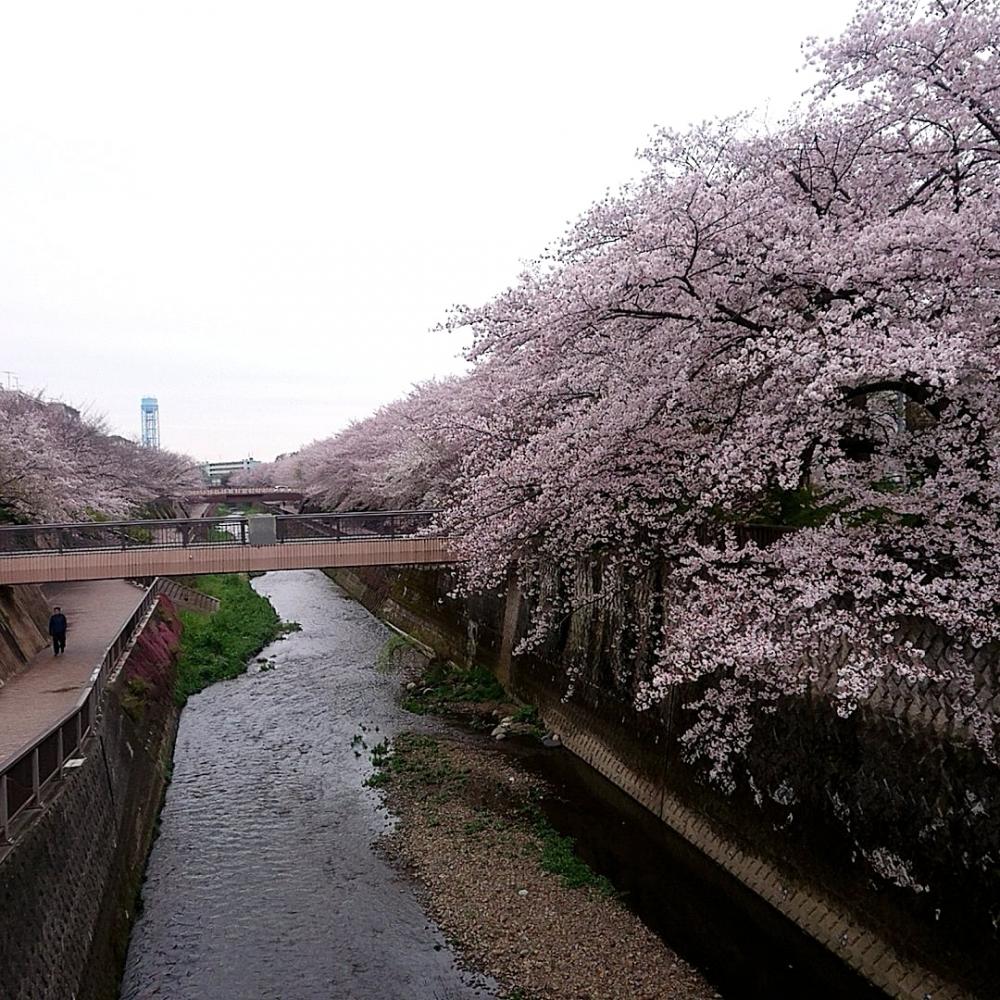 石神井川の桜