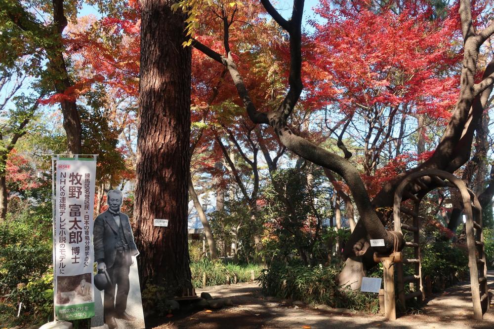 牧野記念庭園の紅葉