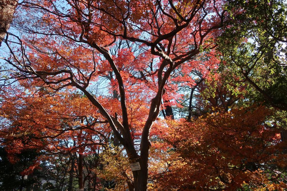 牧野記念庭園の紅葉 2