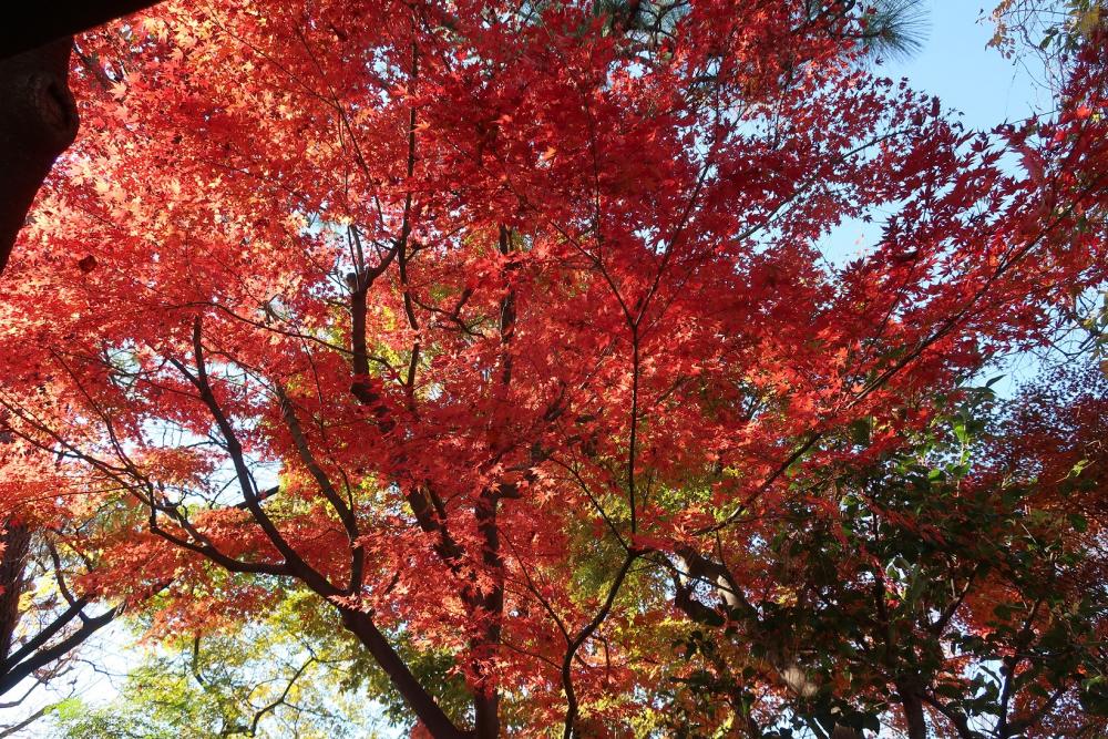 牧野記念庭園の紅葉 3