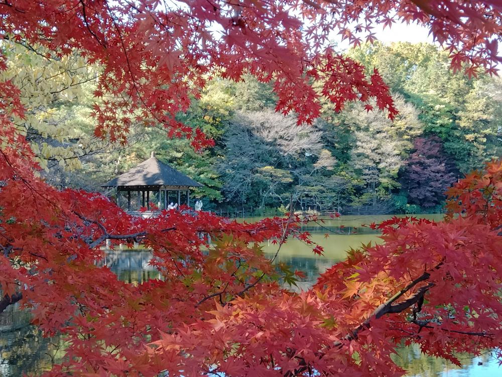 お気に入りの紅葉スポット