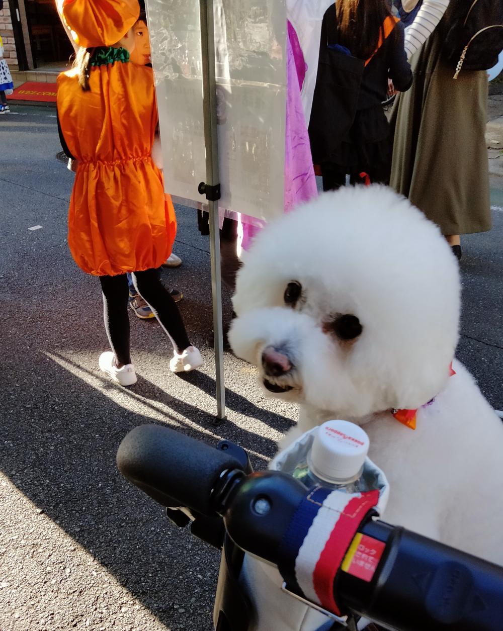 首輪 も ハロウィン 仕様