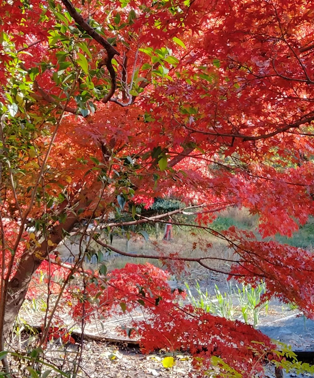 紅葉狩りに出かけましょう