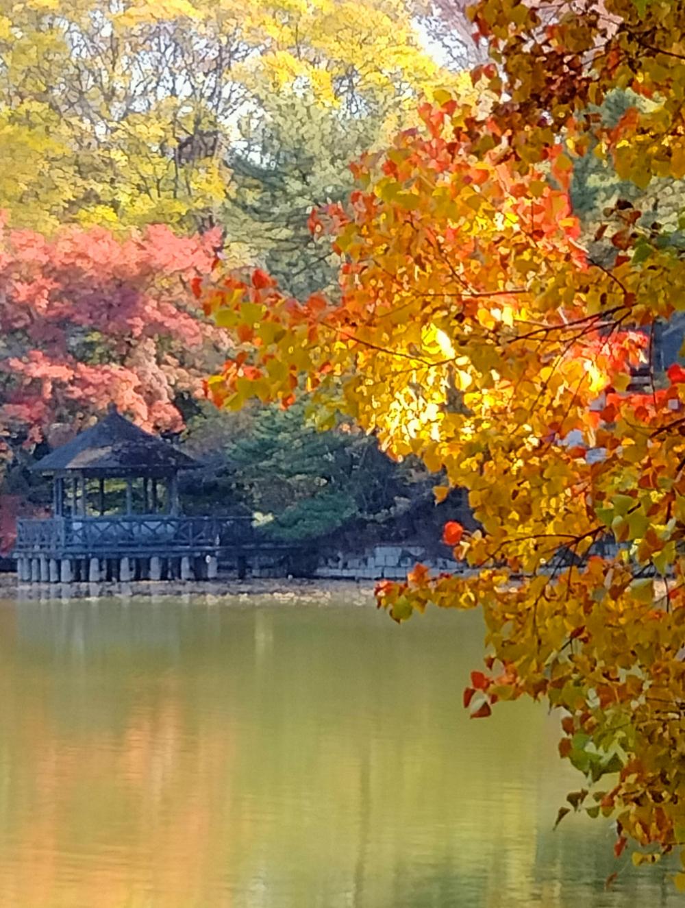 素敵です 。石神井公園の紅葉 2