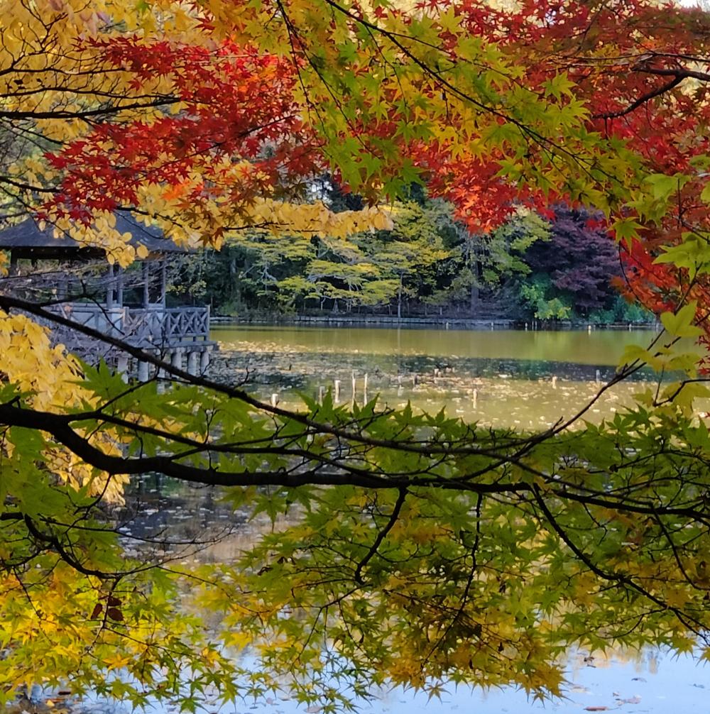 素敵です 。石神井公園の紅葉 3