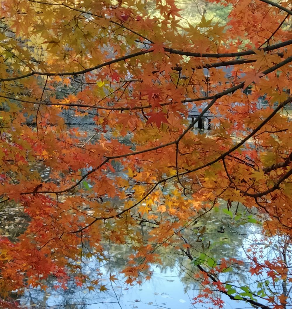 素敵です 。石神井公園の紅葉 4