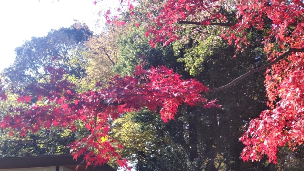 石神井公園のもみじ 2