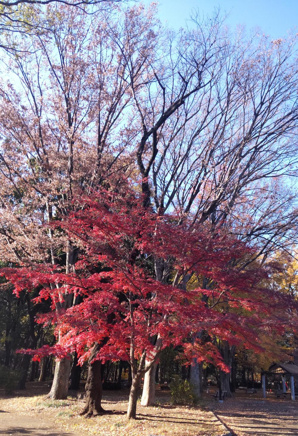 石神井公園のもみじ 3