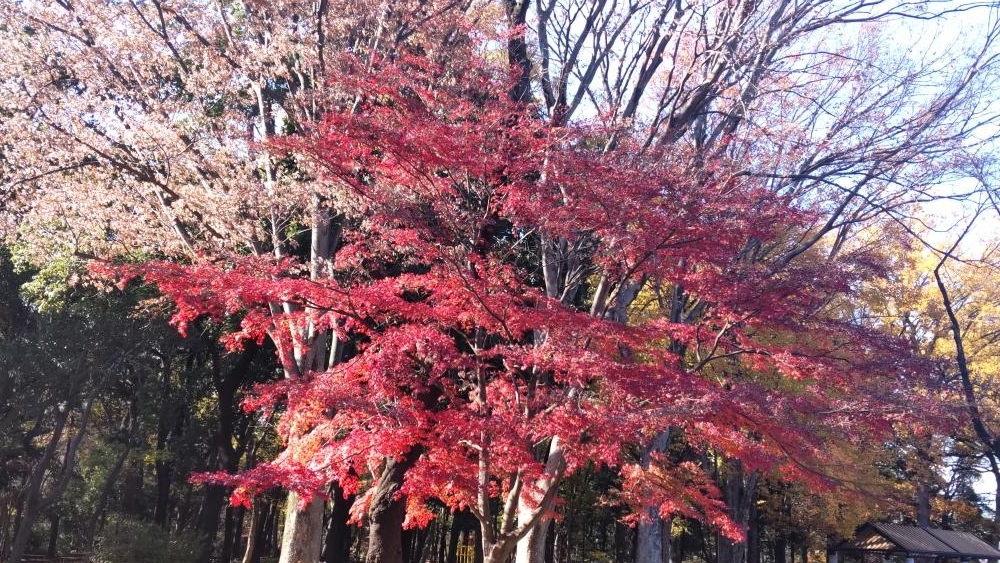 石神井公園のもみじ 4