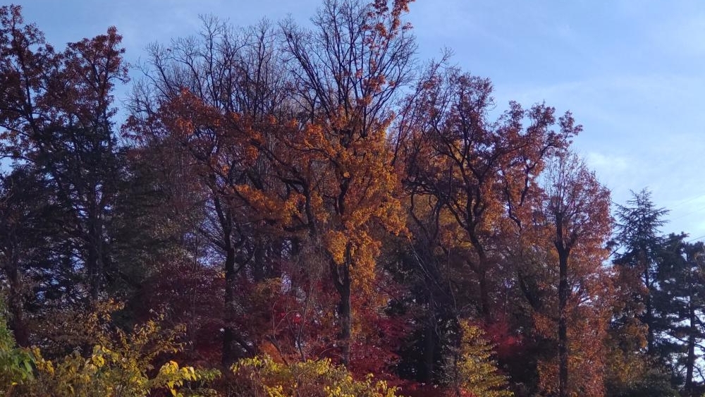 東京カトリック神学院の紅葉した樹木