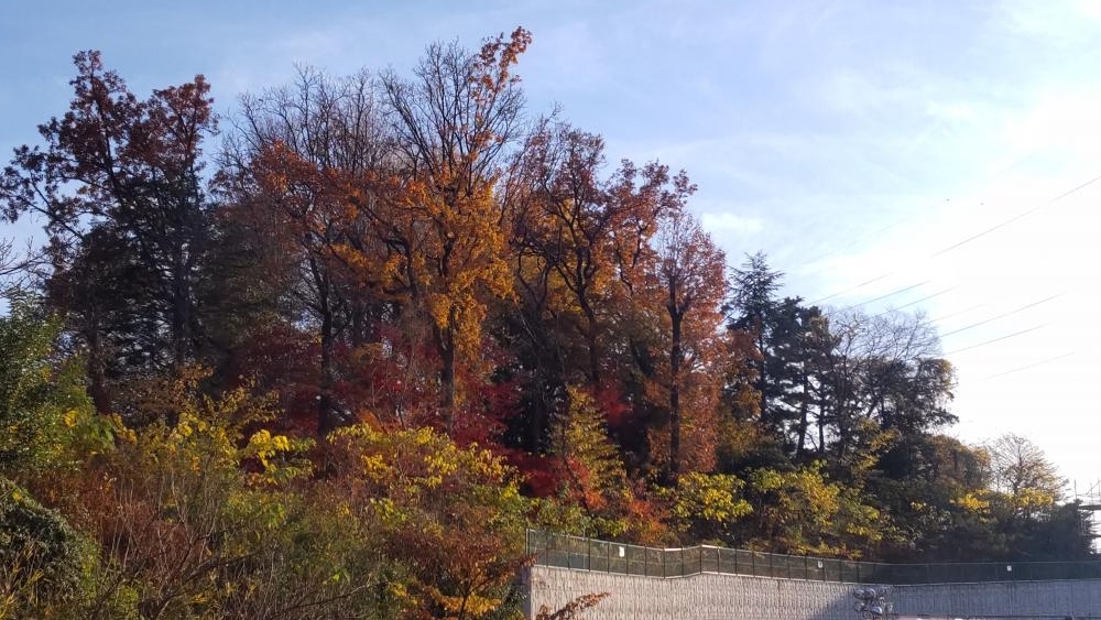 東京カトリック神学院の紅葉した樹木 2