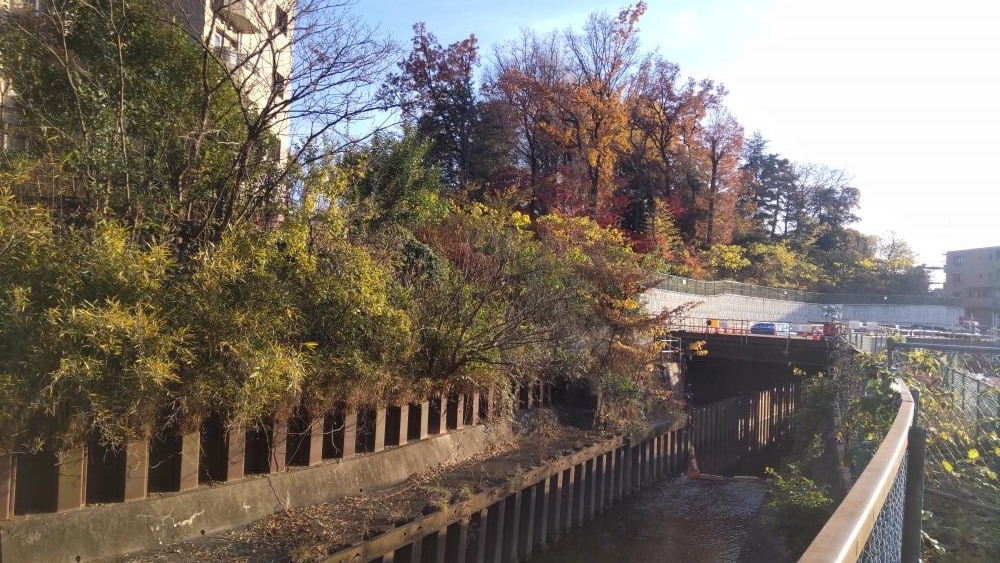 東京カトリック神学院の紅葉した樹木 3