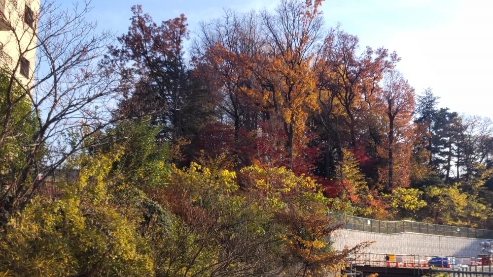 東京カトリック神学院の紅葉した樹木 4