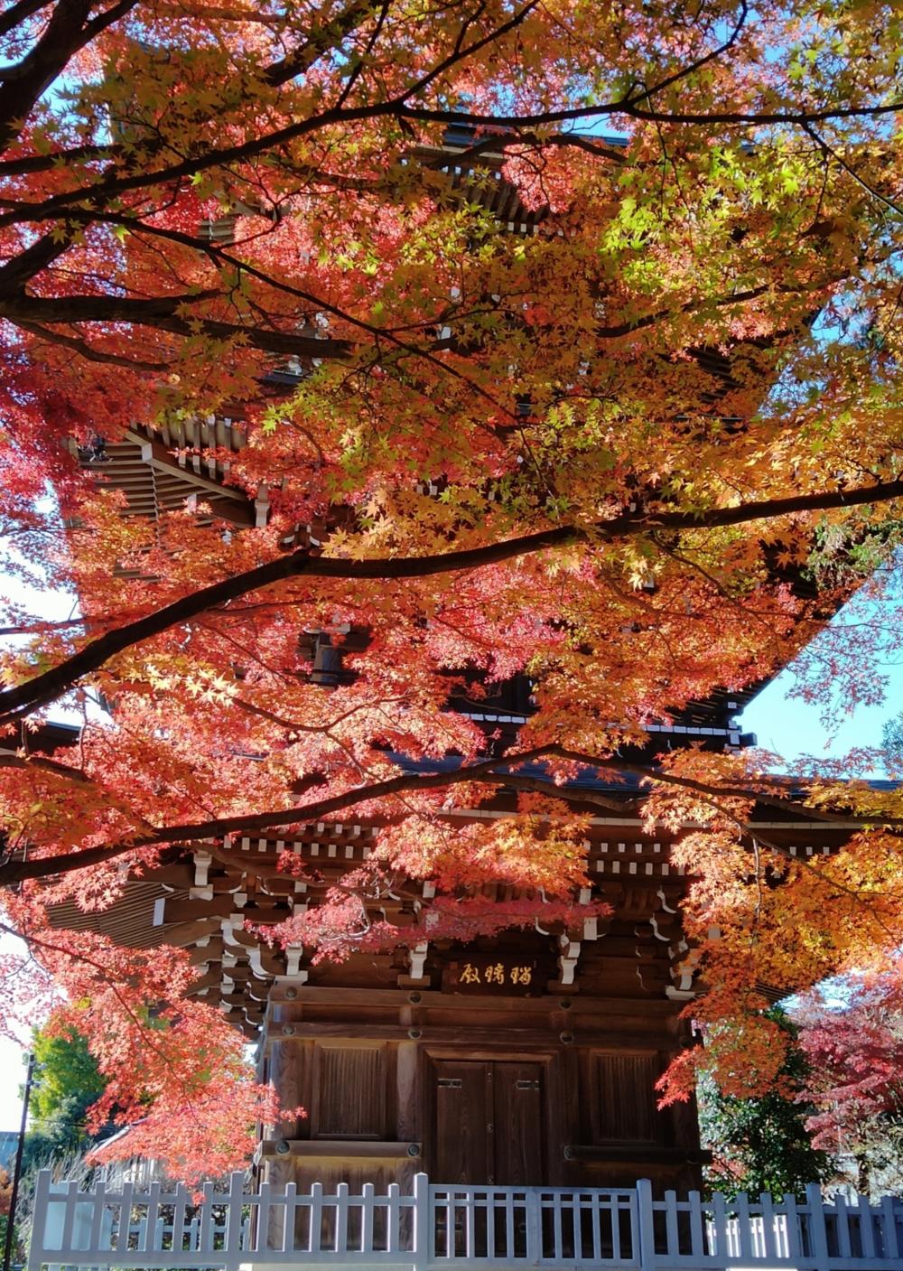 道場寺の紅葉