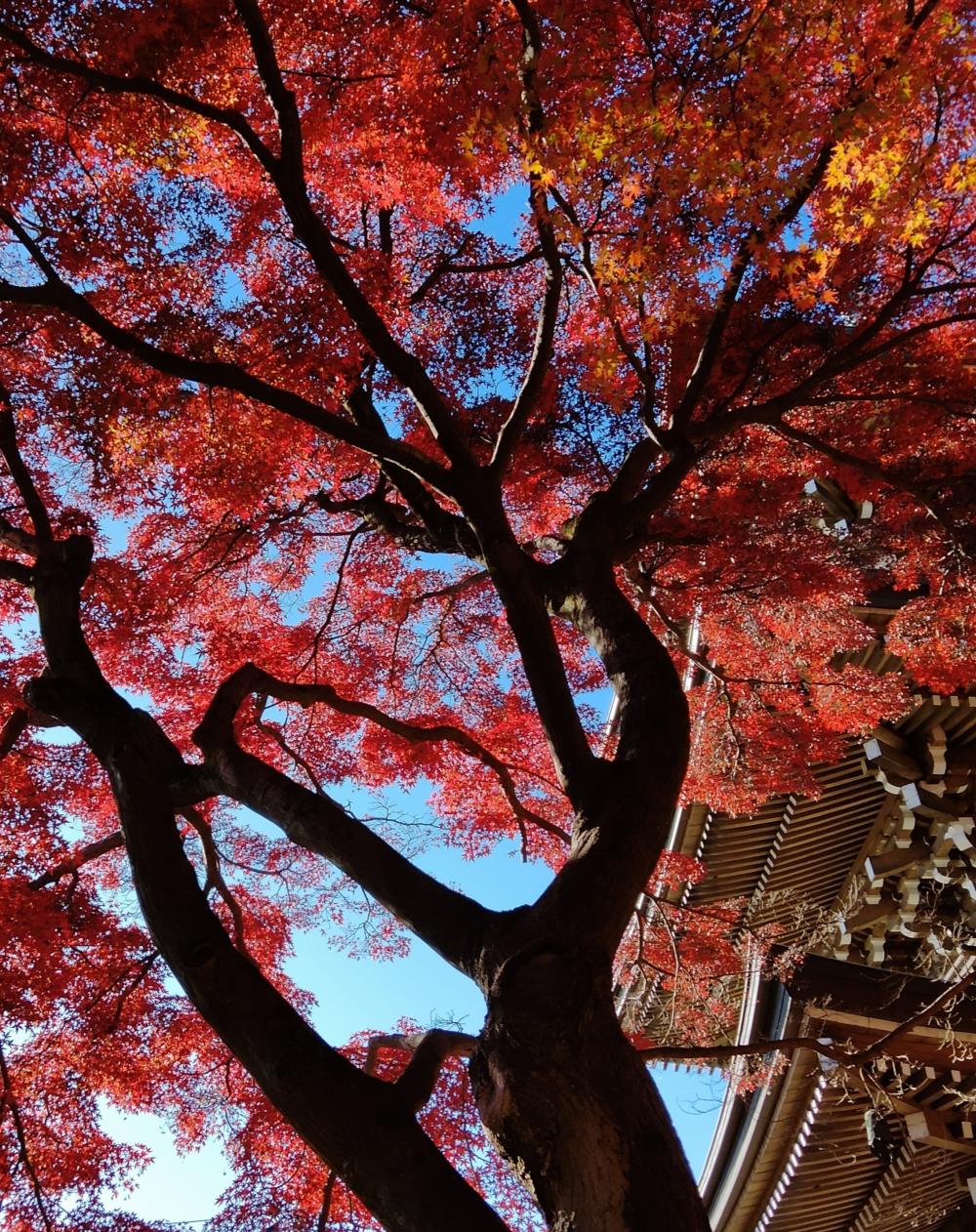 道場寺の紅葉 3