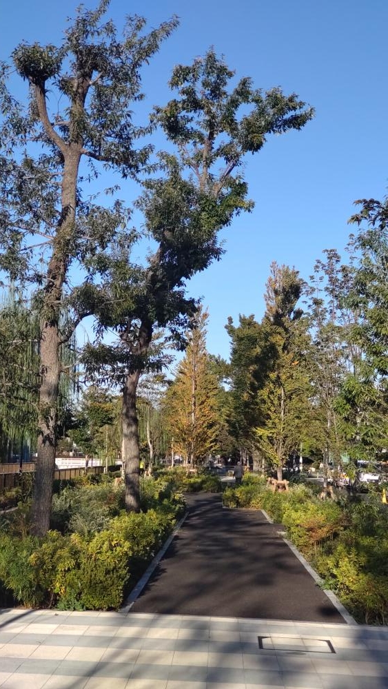 石神井川沿い（南田中団地前、石神井公園団地前） 4