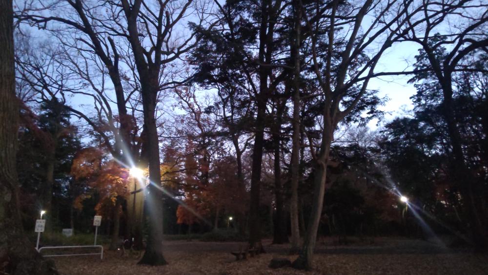 石神井公園の木々