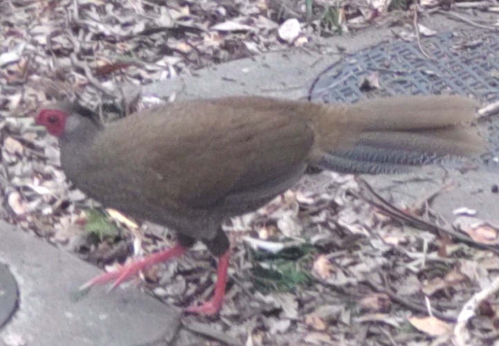 石神井公園のヤマドリ