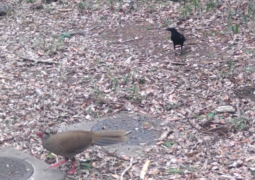 石神井公園のヤマドリ 2