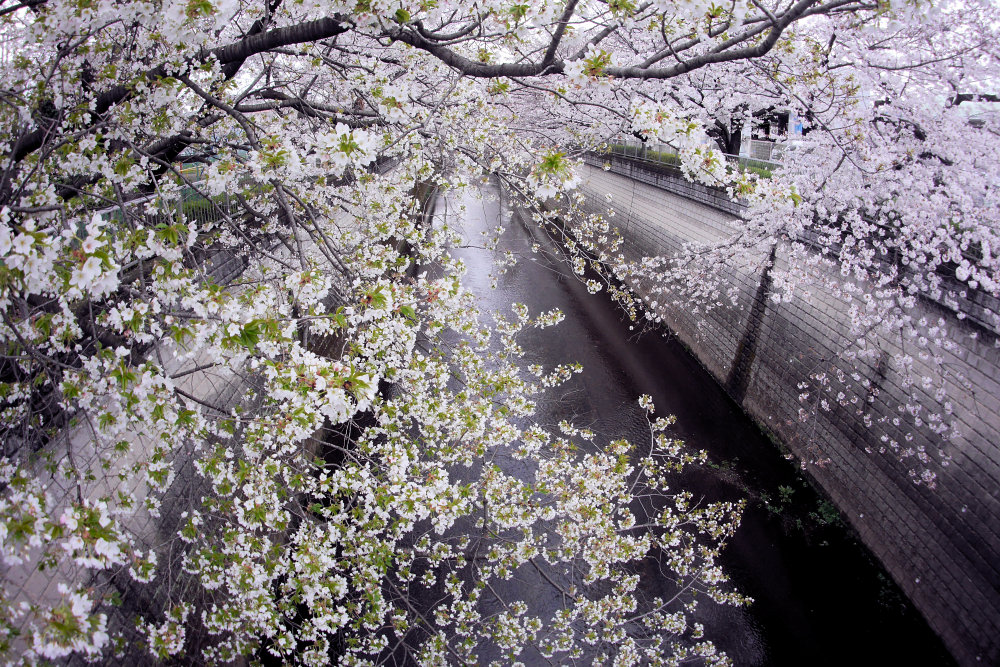 上新田橋で花見