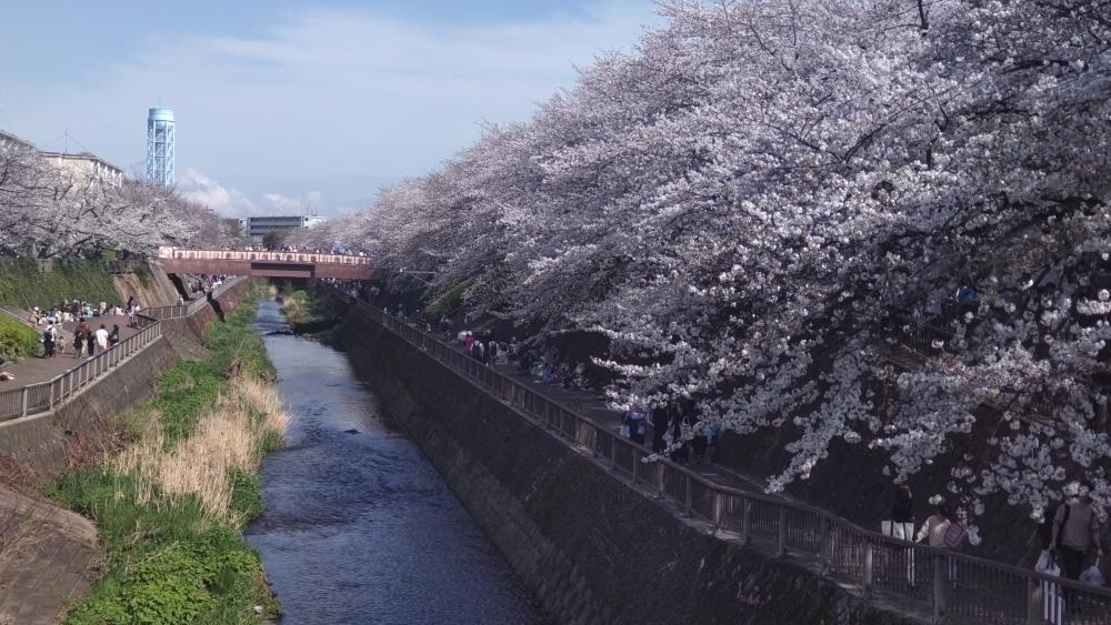 石神井川沿いのソメイヨシノ