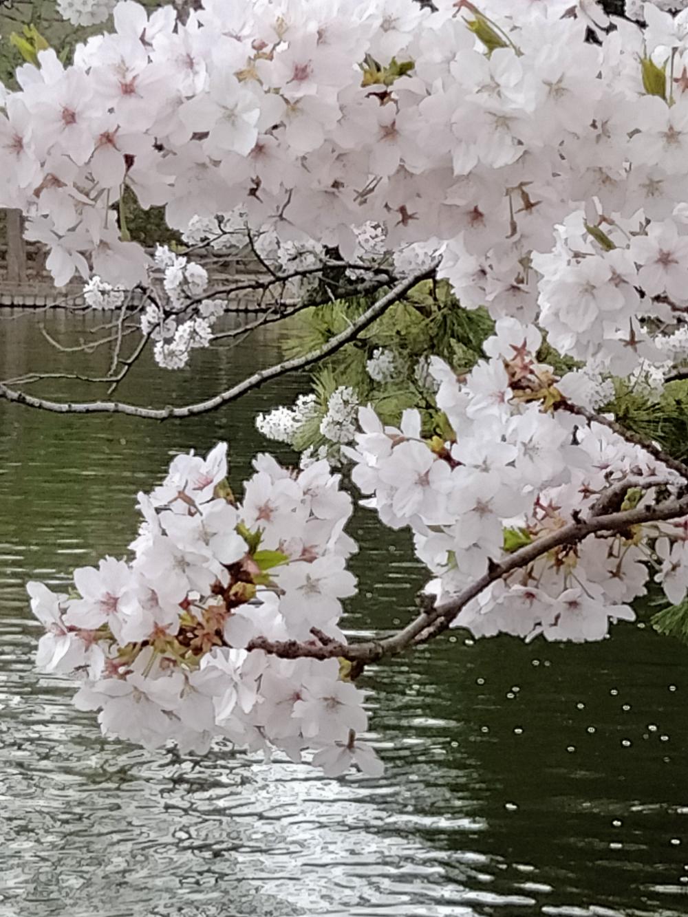 満開の桜 3