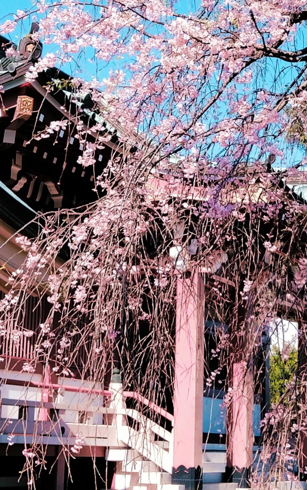 しだれ桜が綺麗