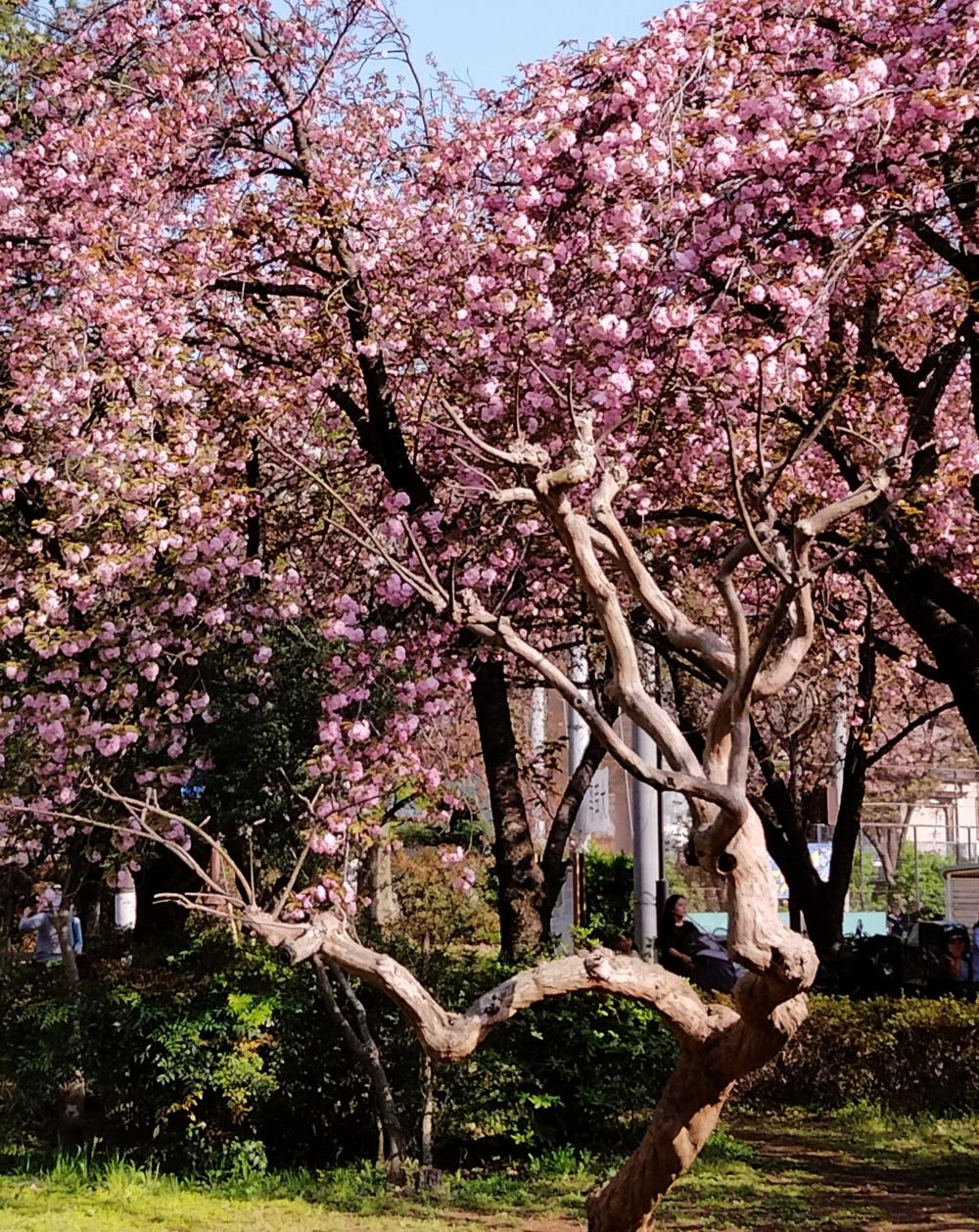 八重桜 もとっても綺麗 2