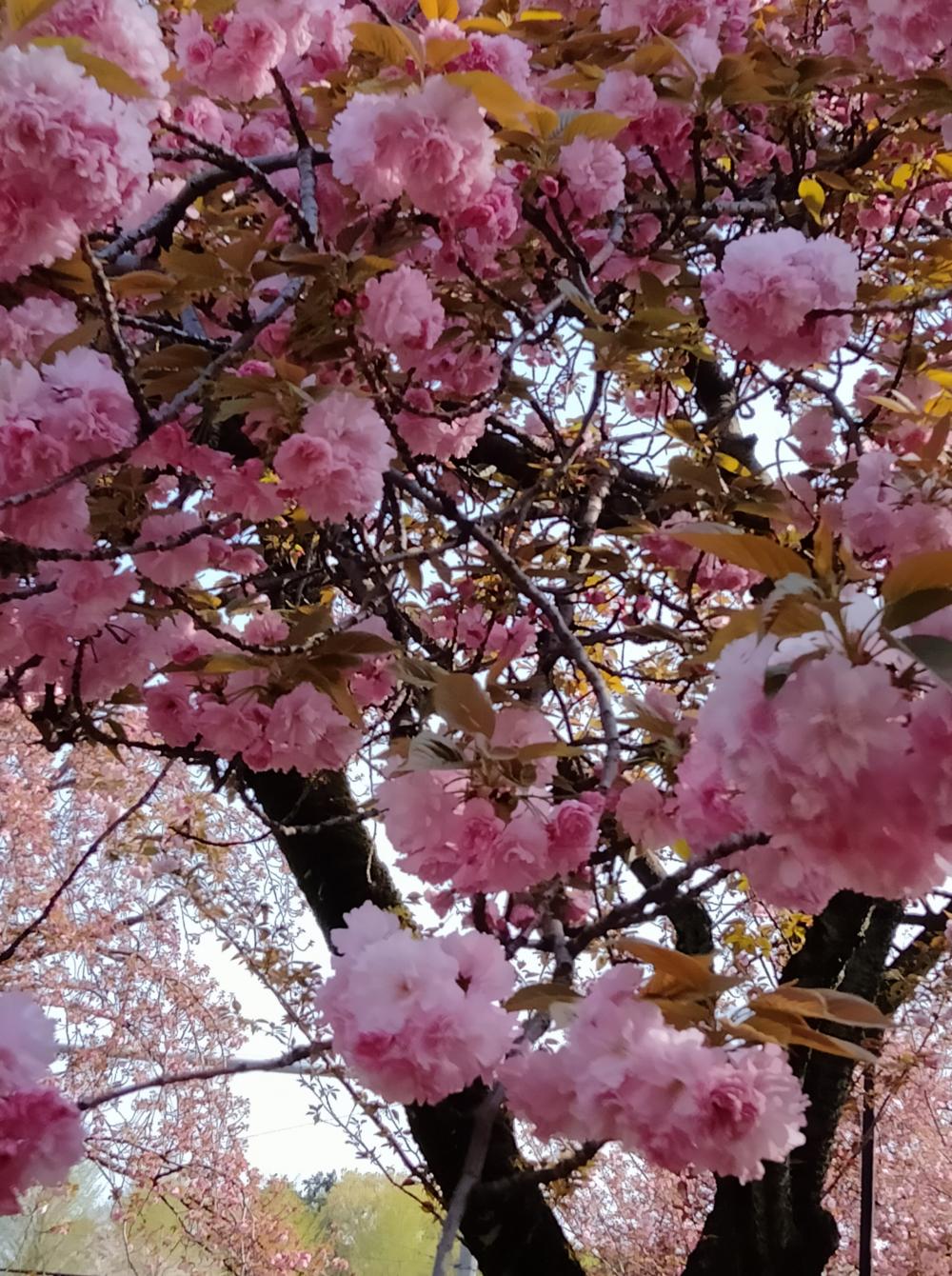 八重桜 もとっても綺麗 3