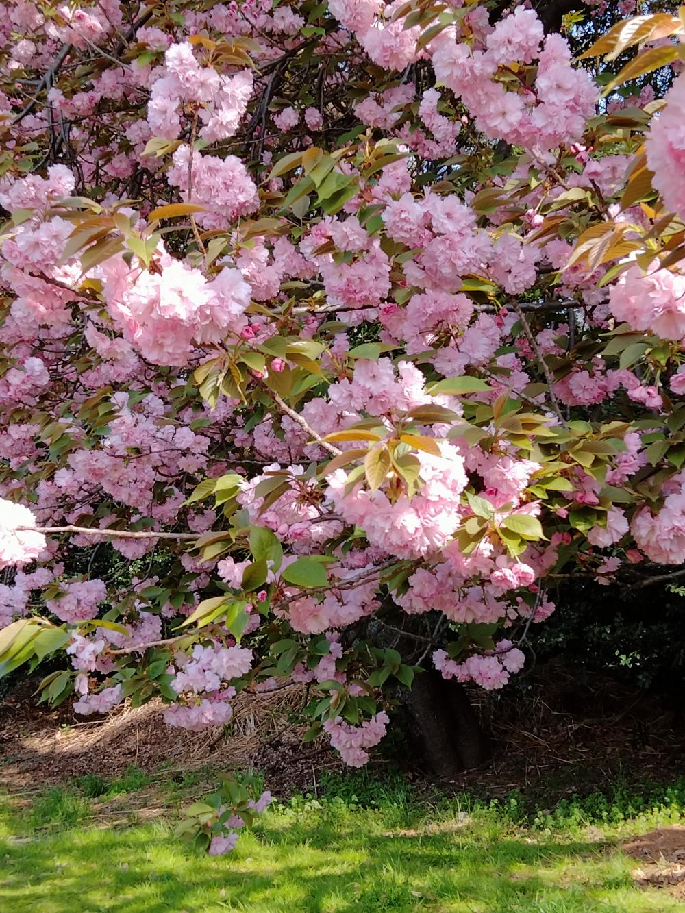 八重桜 もとっても綺麗 4