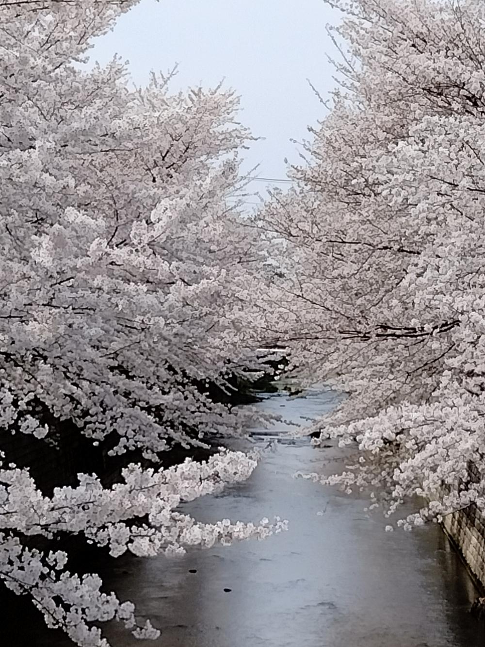 花を愛でる 幸せ