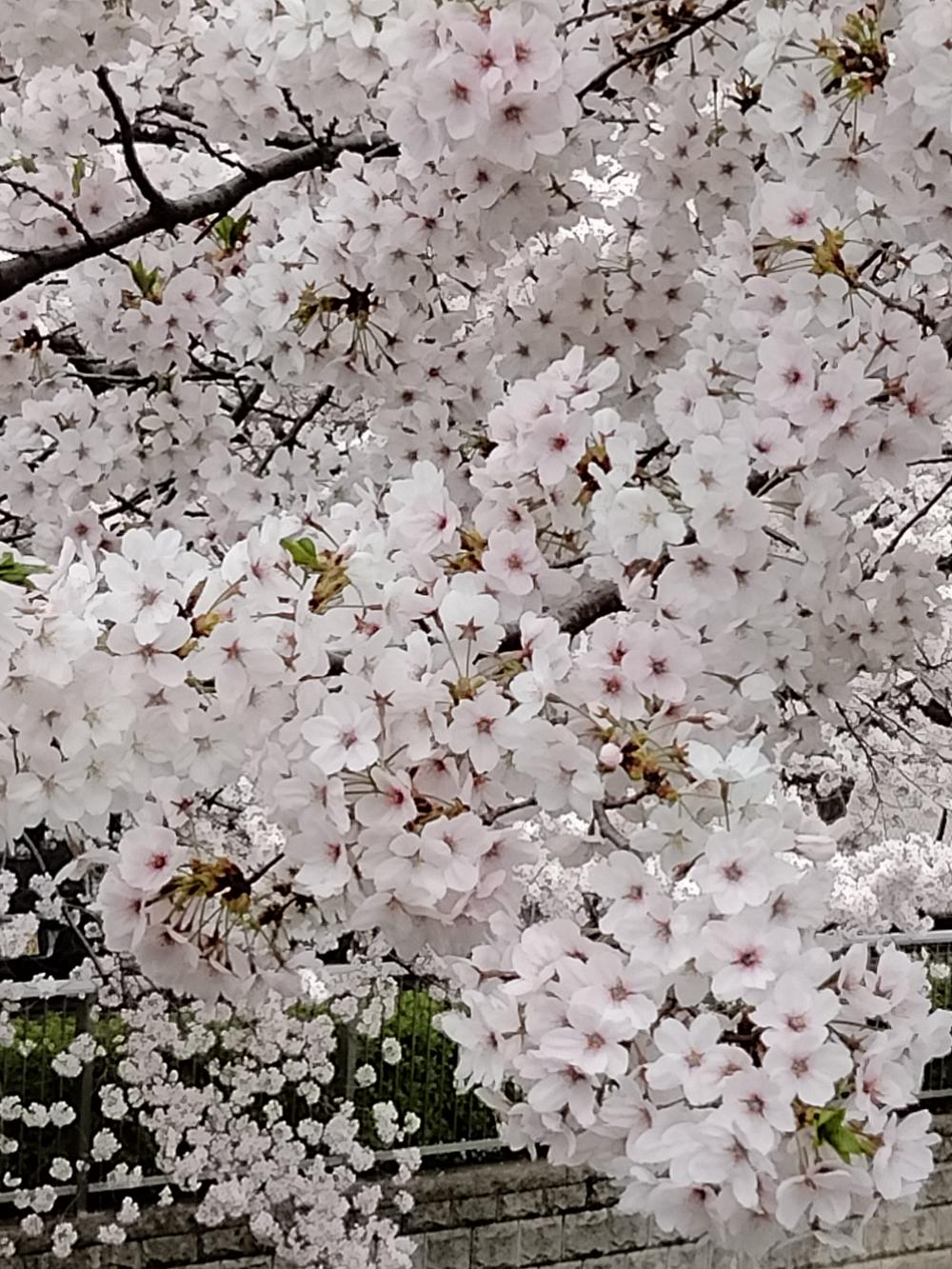 花を愛でる 幸せ 2