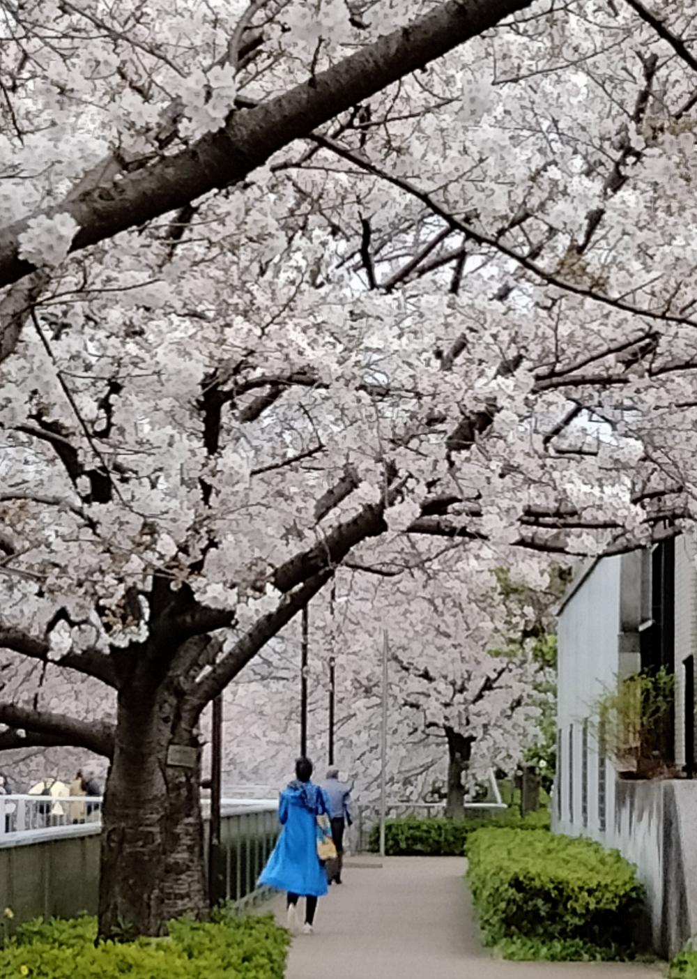 花を愛でる 幸せ 3