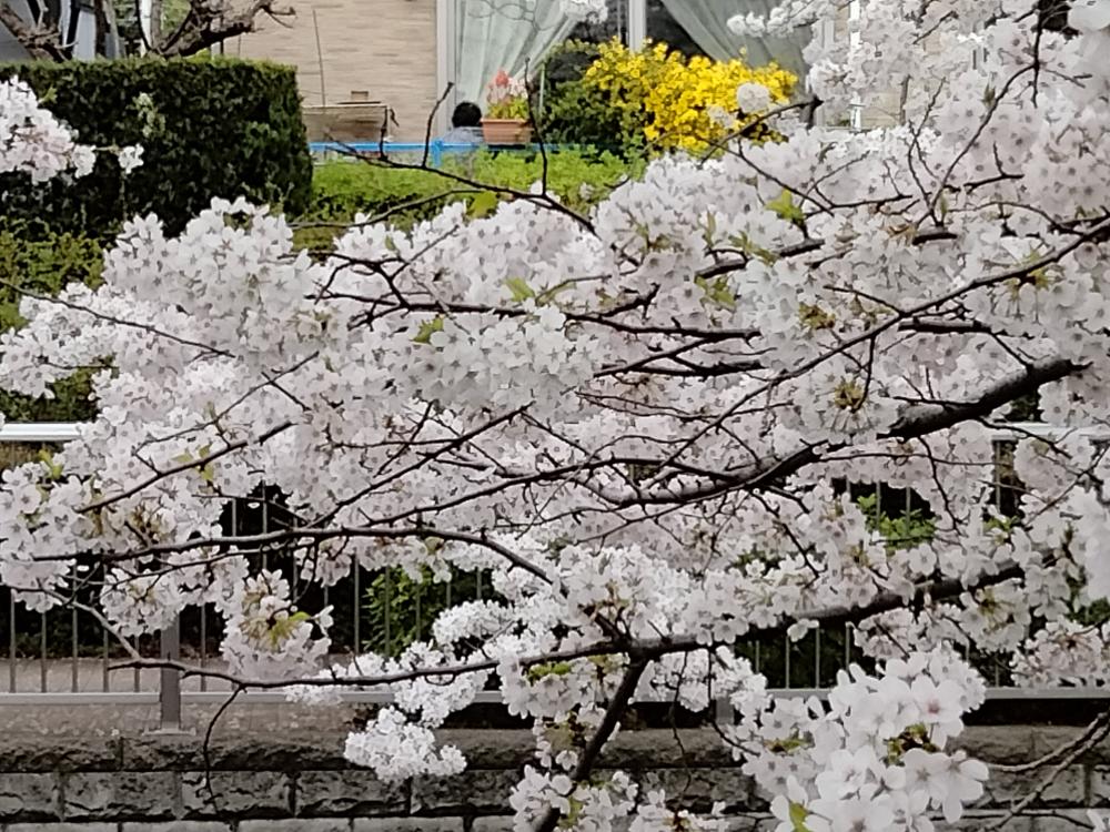 花を愛でる 幸せ 4