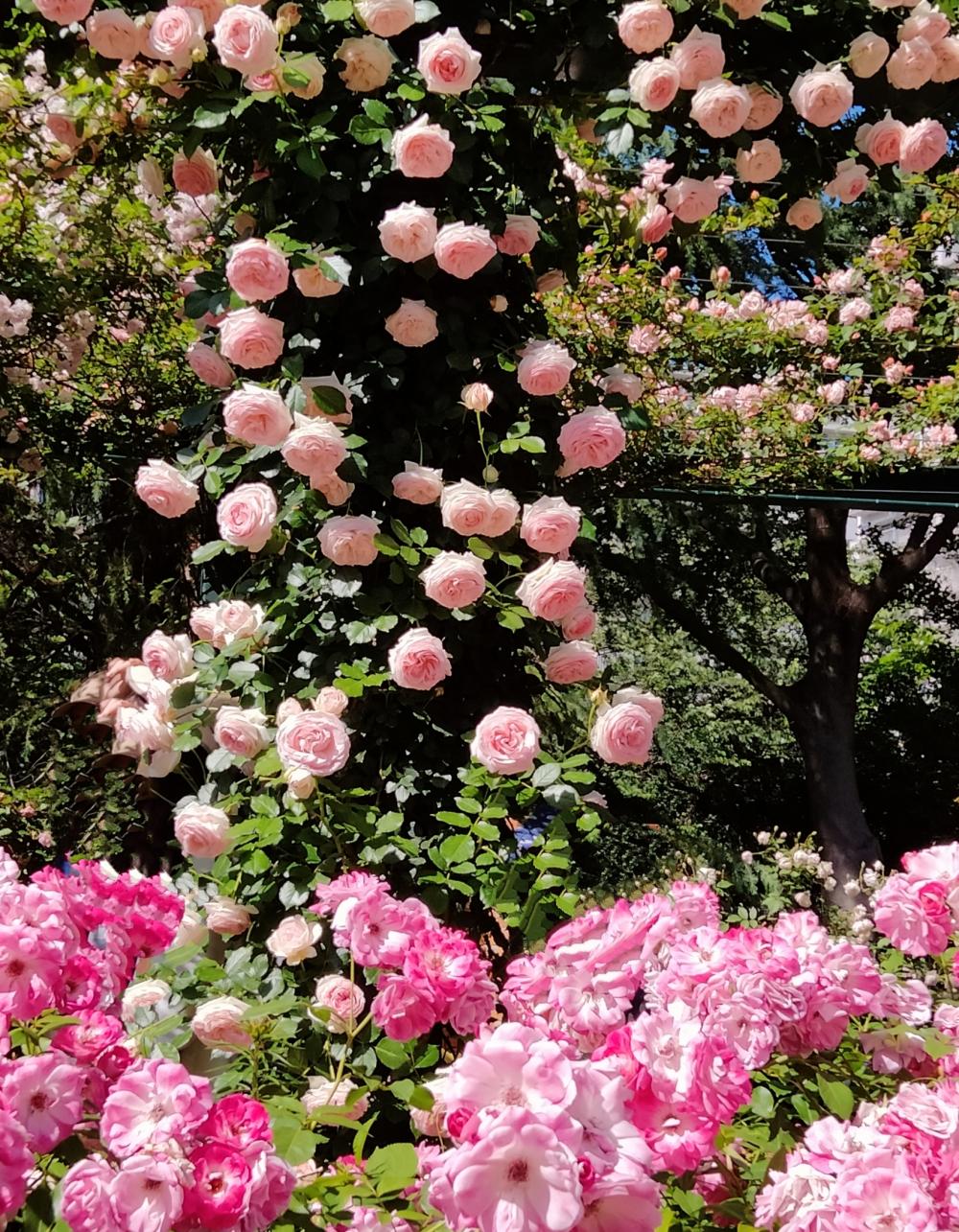 満開の薔薇とっても綺麗